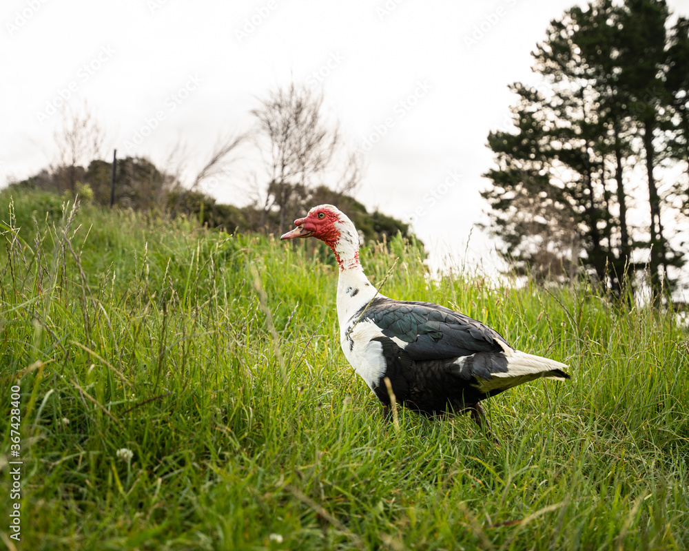 Fototapeta premium duck in the grass