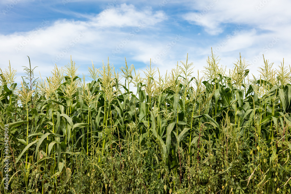 Cornfield under a cloudy blue sky.
Cornfield under a cloudy blue sky.