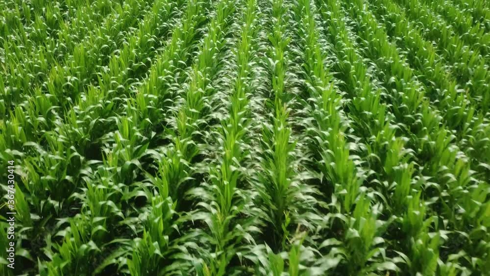 Low aerial flyover of growing corn field in rural South Dakota Low aerial flyover of growing corn field in rural South Dakota