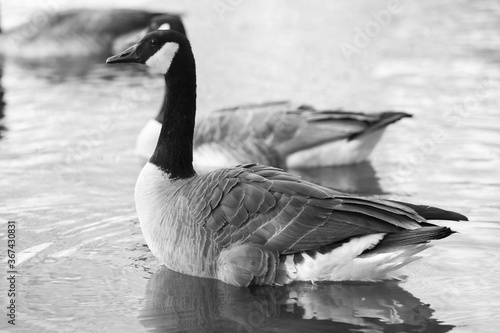 Black and white photo of two Canada geese in a river. 