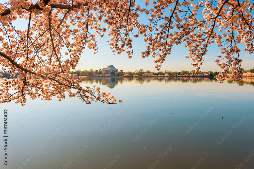 Tidal Basin and Jefferson Memorial during National Cherry Blossom Festival.Washington.DC.USA Tidal Basin and Jefferson Memorial during National Cherry Blossom Festival.Washington.DC.USA