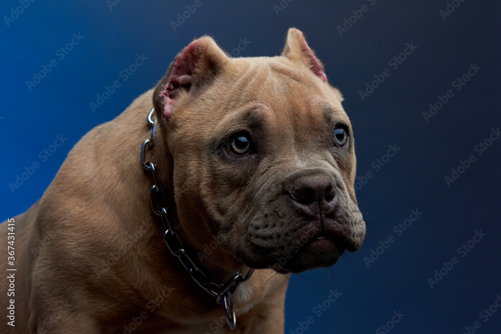 Mirada tierna de perro american bully color cafe con ojos claros desde cerca, con un fondo color azul Mirada tierna de perro american bully color cafe con ojos claros desde cerca, con un fondo color azul