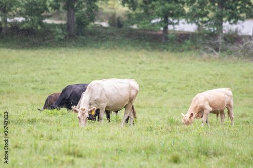 Beef cattle grazing in the rain