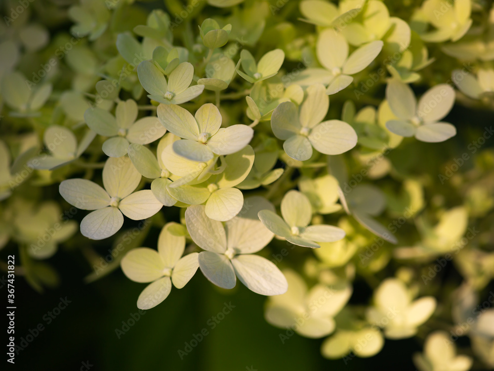 Details of white hydrangea blossoms in early morning light Details of white hydrangea blossoms in early morning light