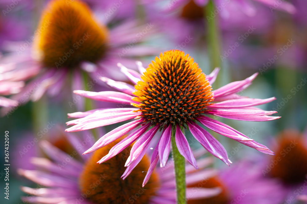 close-up of purple coneflowers (echinacea) in full bloom close-up of purple coneflowers (echinacea) in full bloom