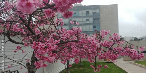 cherry blossom tree flowers blooming on university campus, building at the botom photo