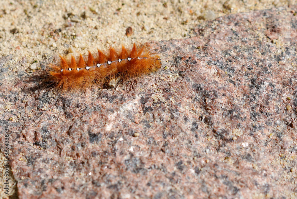 the caterpillar of the sycamore moth (Acronicta aceris) crawls on the granite cobblestones the caterpillar of the sycamore moth (Acronicta aceris) crawls on the granite cobblestones