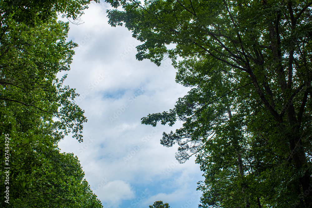 Obraz premium The cloud behind the green trees