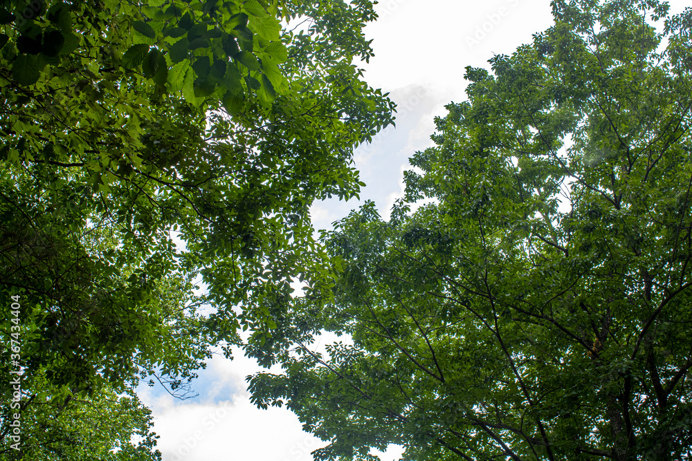 Fototapeta premium Green leaves and sky