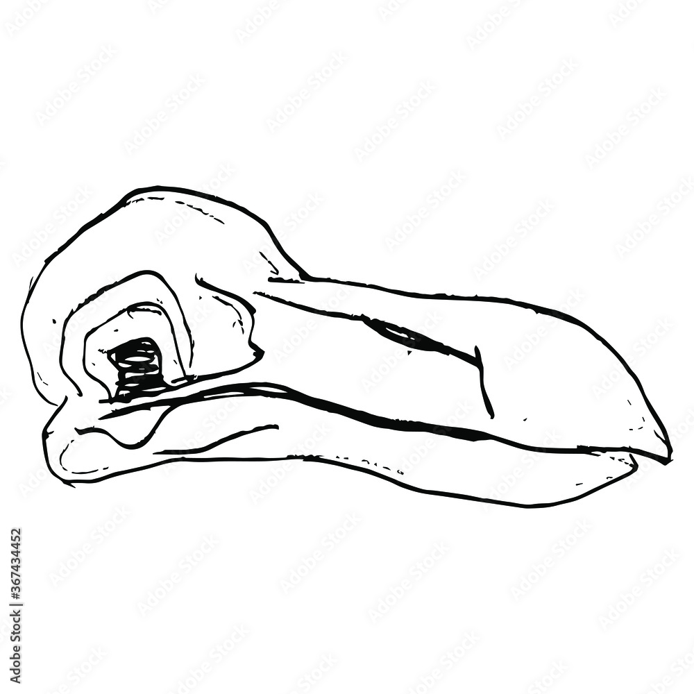 Skull of extinct bird dodo. (Raphus cucullatus). Hand drawn linear ...