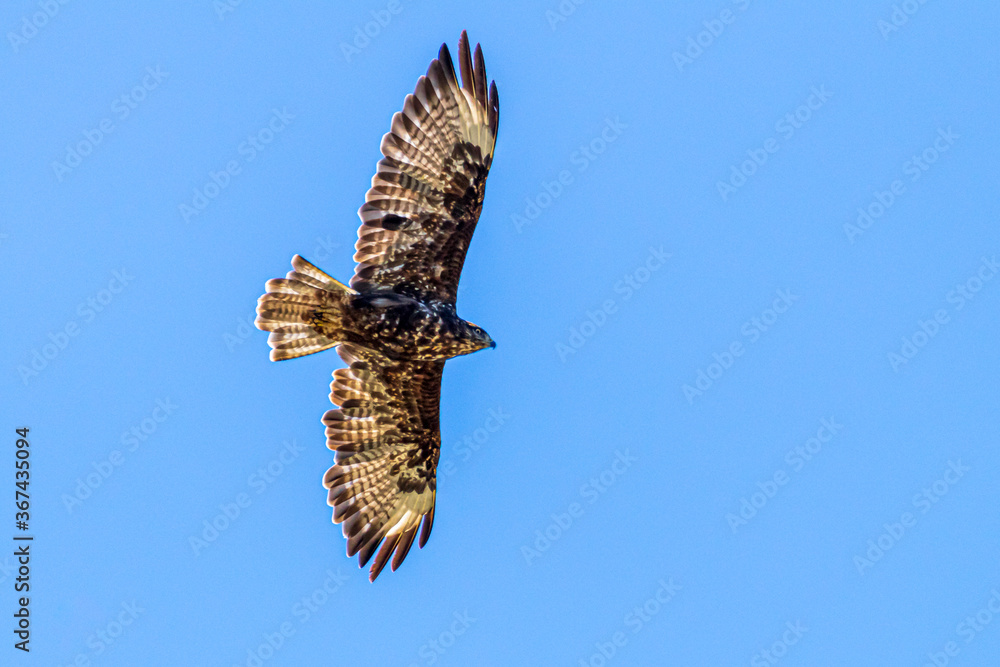 Fototapeta premium osprey in flight