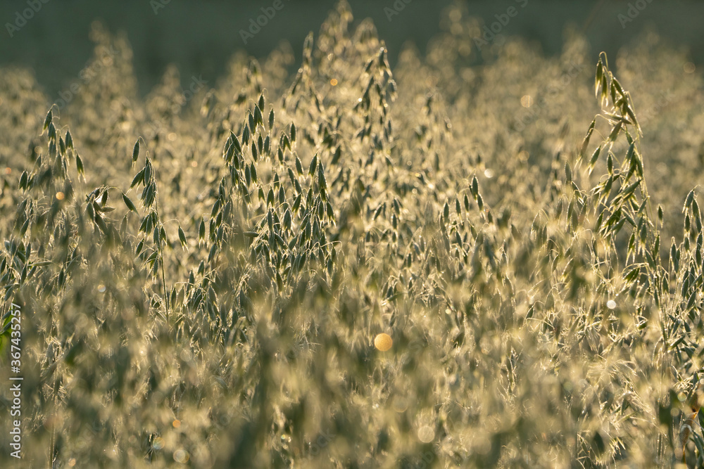 Spikelets of oats in the morning dew. Field with oats at dawn. Place for text. Spikelets of oats in the morning dew. Field with oats at dawn. Place for text.