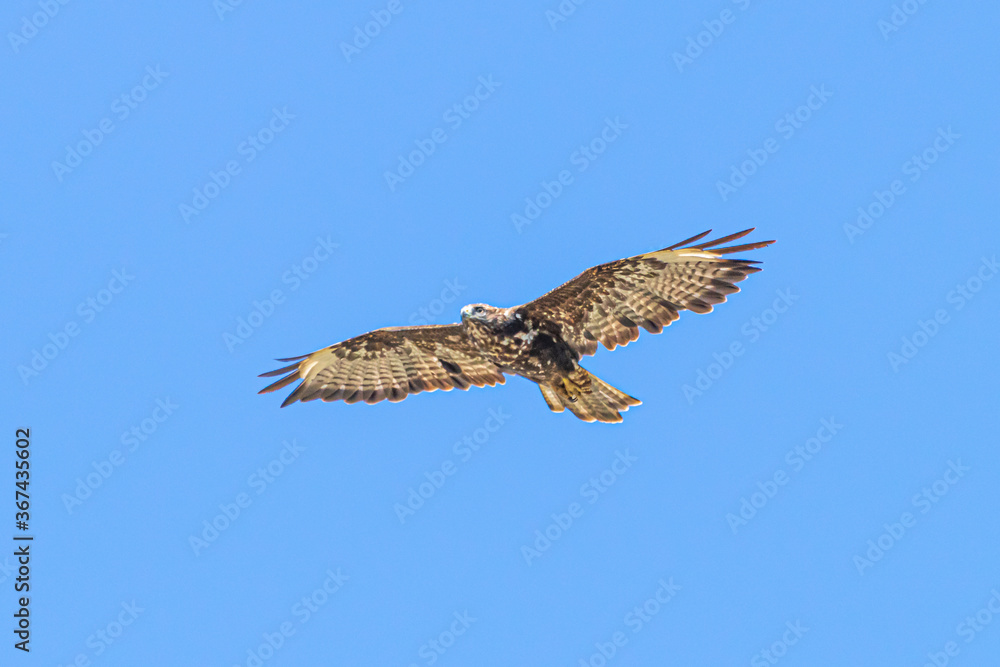 osprey in flight osprey in flight
