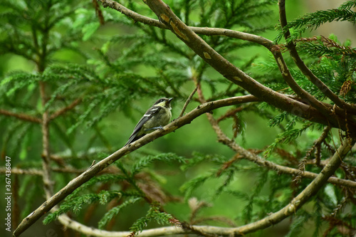初夏の森のヒガラの幼鳥