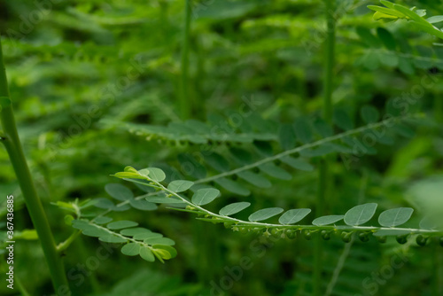 Phyllanthus niruri herb plant and other name, Seed-under-leaf, Phyllanthus amarus Schumach & Thonn. photo