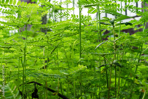 Phyllanthus niruri herb plant and other name, Seed-under-leaf, Phyllanthus amarus Schumach & Thonn. photo