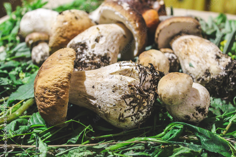 Mushroom Boletus over meadow grass Background. close up raw mushrooms. Gourmet food. Mushroom Boletus over meadow grass Background. close up raw mushrooms. Gourmet food.