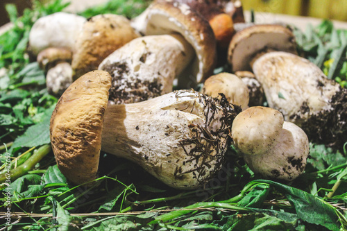 Mushroom Boletus over meadow grass Background. close up raw mushrooms. Gourmet food.