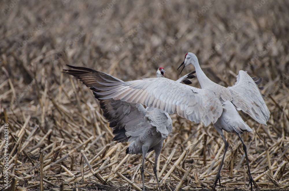 Fototapeta premium sandhill crane dancing