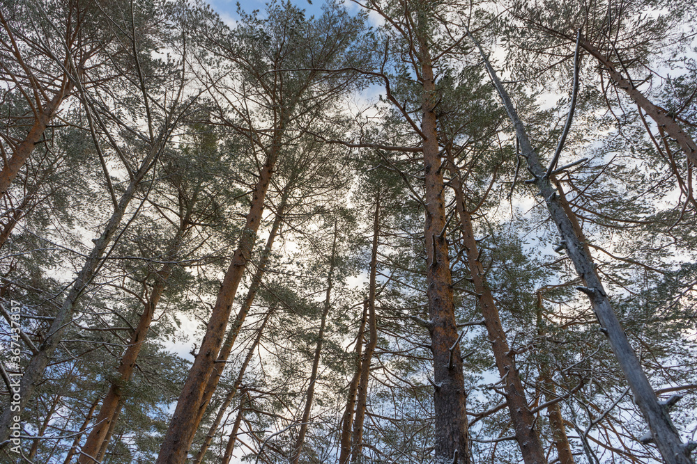 Fototapeta premium White snow with forest trees on mountain hill in winter season in Japan.