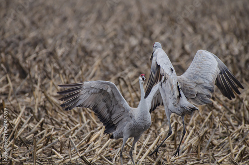 Fotografía Sandhill crane courtship dance