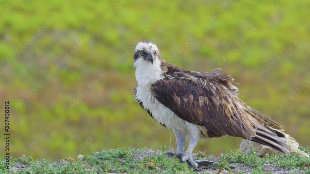Slow Motion Portrait of an Osprey Eagle looking into camera in his natural habitat, green blurry background. Slow Motion Portrait of an Osprey Eagle looking into camera in his natural habitat, green blurry background.