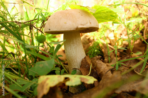 Close-up of the image of the edible fungus. Forest. Mushrooms in the autumn forest. Copy space. Background.