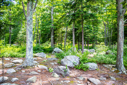 The rocks around the trees
