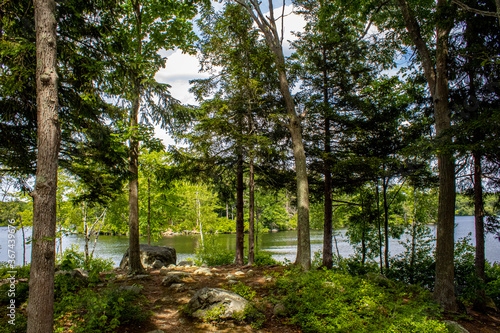 The trees by lake