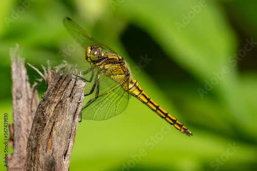 Big yellow Dragonfly hold on dry branch Close up. Dragonfly in the nature habitat. Beautiful nature scene with dragonfly outdoor. a background wallpaper. copy space and place for text.