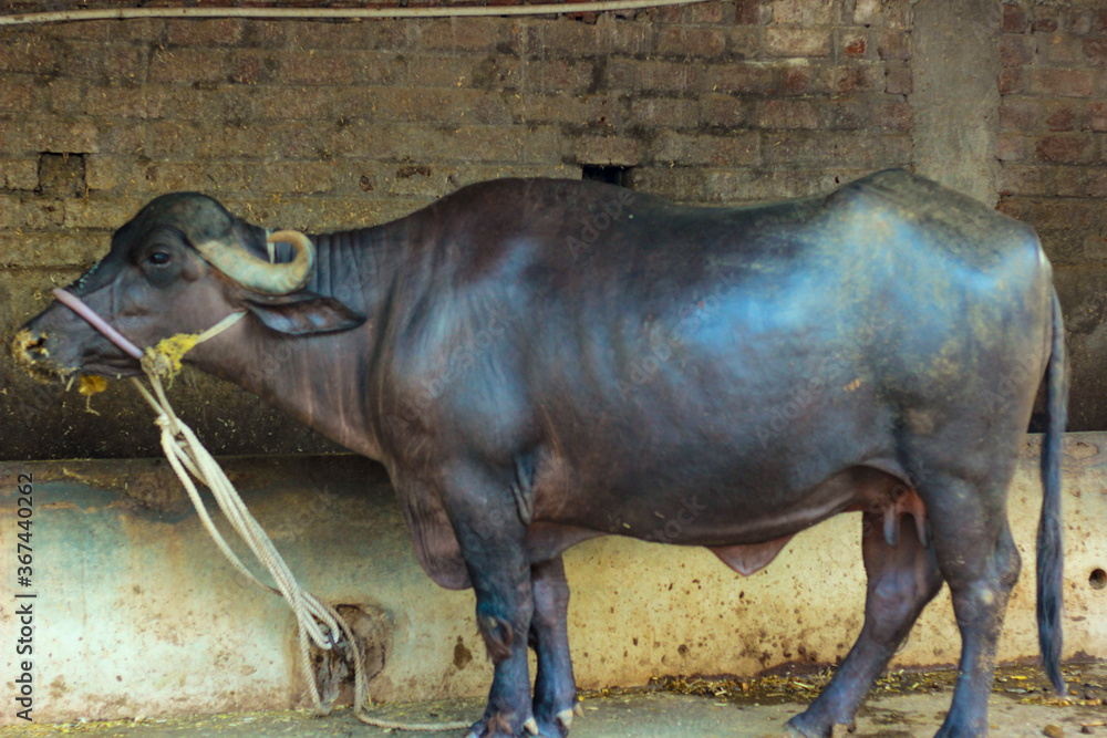 Obraz premium indian black buffalo (Bubalus bubalis)