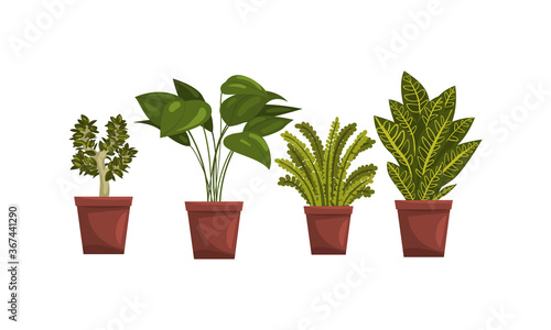 Indoor House Plants in Flowerpots Set  Home or Office Interior Decoration Vector Illustration