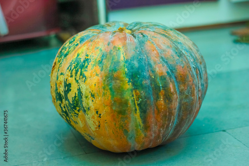 A green natural fresh Indian pumpkin photo