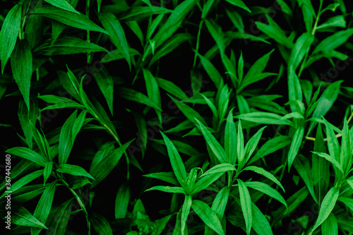 nice and textural,green and clean plant leaves