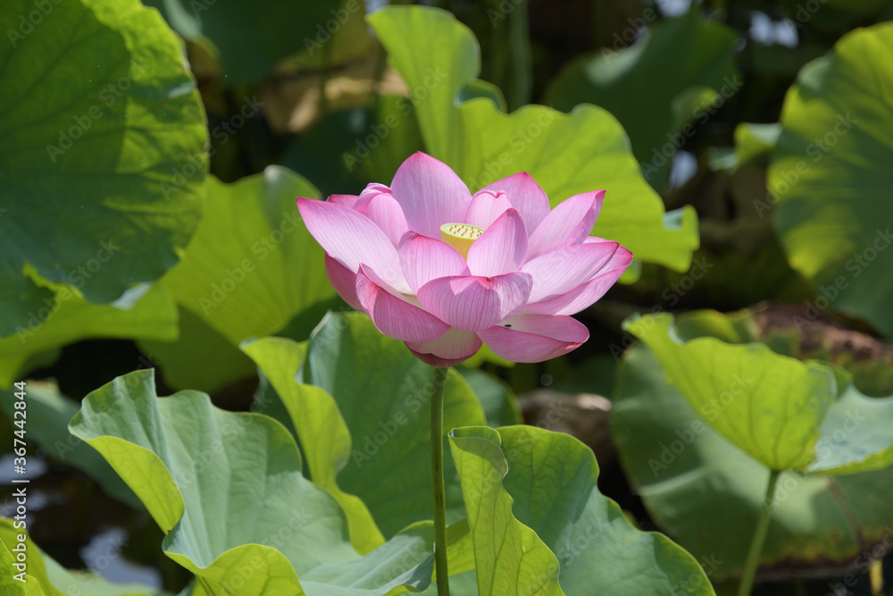 陽射しを浴びたハスの花 陽射しを浴びたハスの花