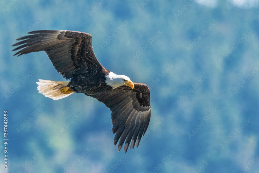 Eagle on the wing-Bald Eagle (Haliaeetus leucocephalus) Eagle on the wing-Bald Eagle (Haliaeetus leucocephalus)