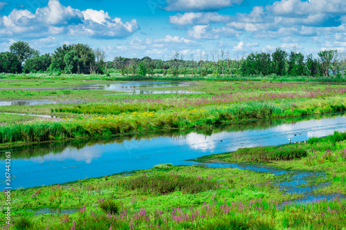 Fototapeta Naklejka Na Ścianę i Meble -  water landscape with goose in National Park Biesbosch. In Werkendam, The Netherlands 