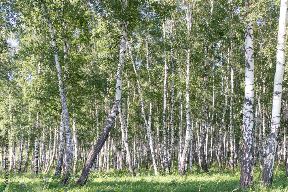 Fototapeta premium Birch forest in summer. Birch trees landscape