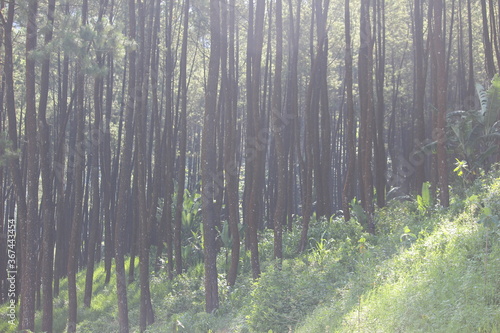 the atmosphere of Gunung Kawi Malang pine forest  East Java