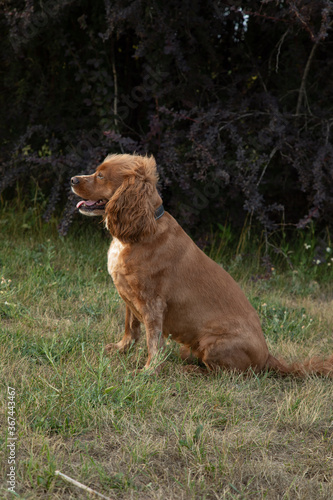 Cocker spaniel dog sitting outside