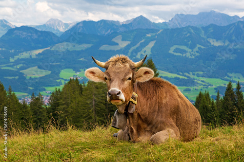Kuh - Allg  u - Alpen - Sommer - H  rner 