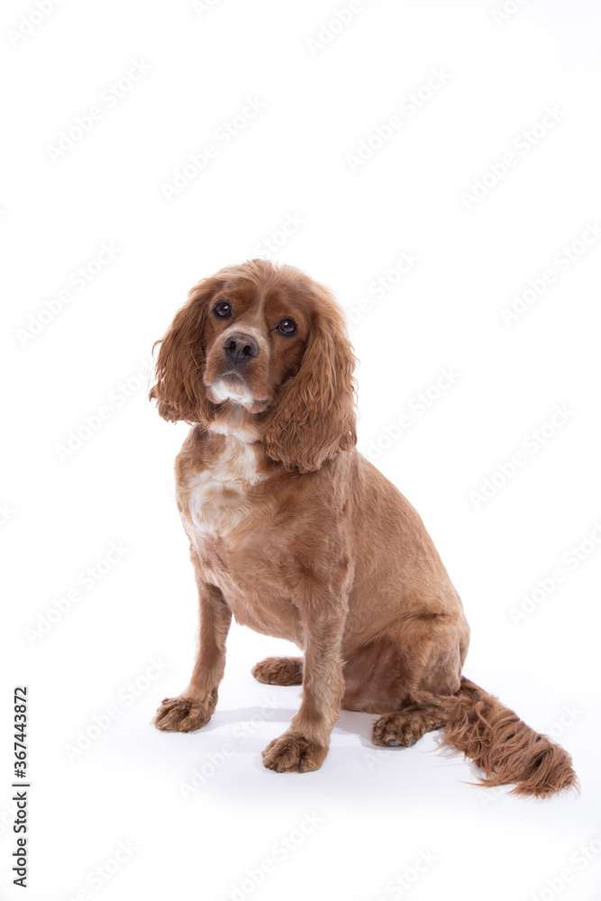 Studio portrait of a cocker spaniel mixed breed dog