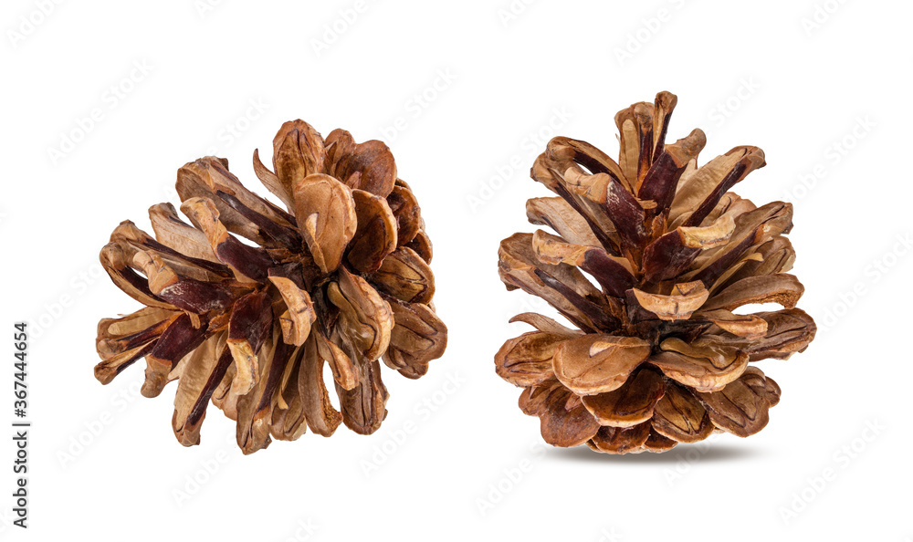 Pinecone isolated on white background with clipping path Pinecone isolated on white background with clipping path