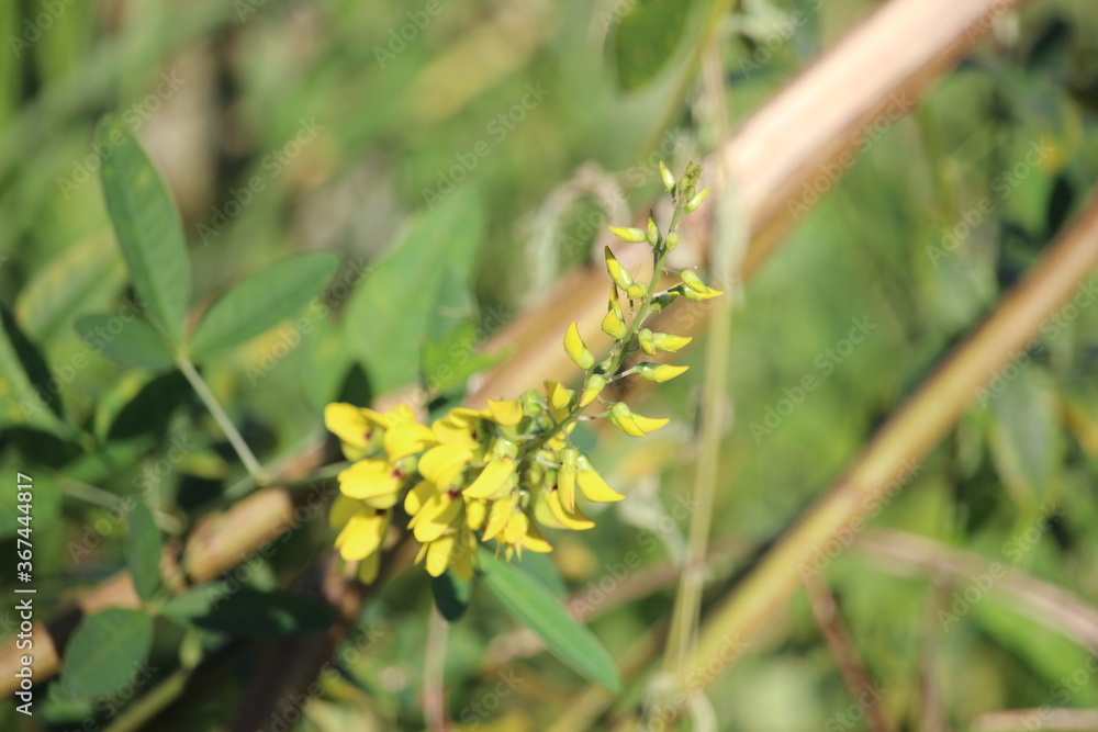 Fototapeta premium yellow flowers bloom in national parks in Indonesia