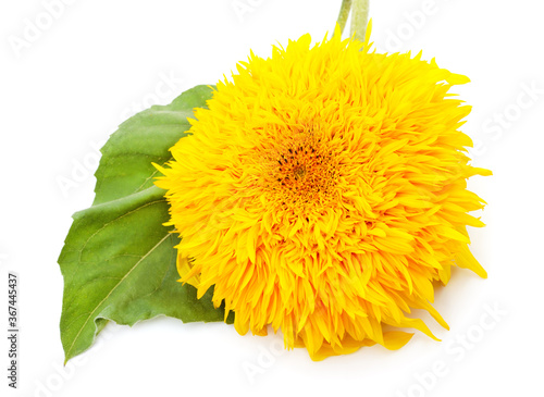 One yellow sunflower.