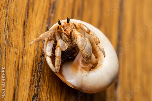 An Australian Land Hermit Crab (Coenobita variabilis) lying on its back in a curved shell photo