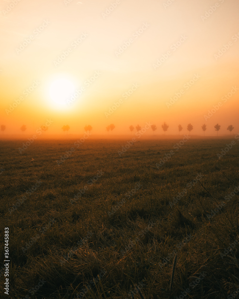 golden sunset over a field in summer