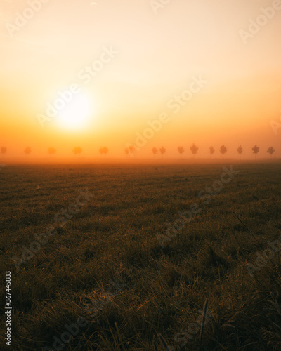 golden sunset over a field in summer