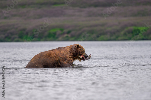 Ruling the landscape, brown bears of Kamchatka (Ursus arctos beringianus)