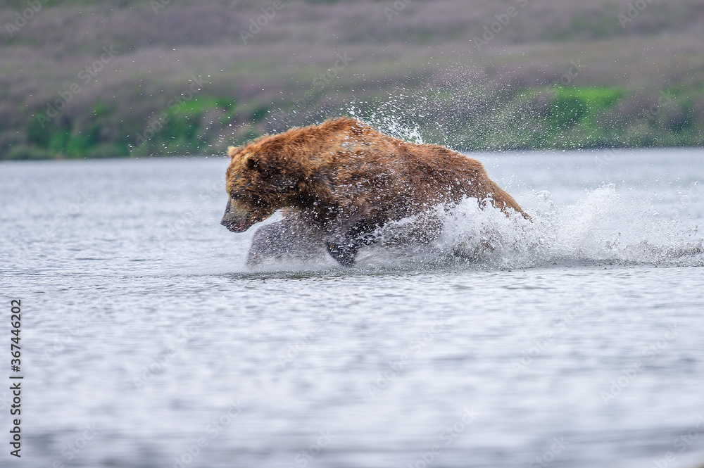 Ruling the landscape, brown bears of Kamchatka (Ursus arctos beringianus) Ruling the landscape, brown bears of Kamchatka (Ursus arctos beringianus)